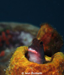 Whilst preparing to surface, a redlipped blenny pops out ... by Arun Madisetti 